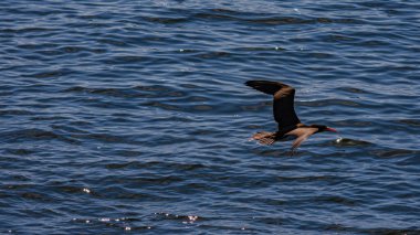 Guanabara Körfezi, Rio de Janeiro, Brezilya 'dan deniz kuşları uçuyor.