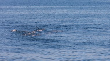 Guanabara Körfezi manzarası, Rio de Janeiro, Güneydoğu Brezilya