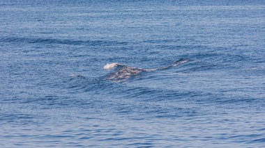 Guanabara Körfezi manzarası, Rio de Janeiro, Güneydoğu Brezilya