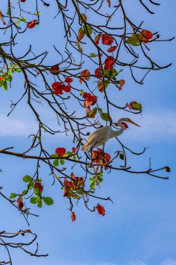 Egret, Pelecaniformes familyasından Brezilya genelinde bulunan bir kuş türü.