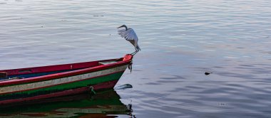 Egret, Pelecaniformes familyasından Brezilya genelinde bulunan bir kuş türü..