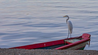 Egret, Pelecaniformes familyasından Brezilya genelinde bulunan bir kuş türü.