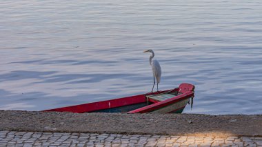 Egret, Pelecaniformes familyasından Brezilya genelinde bulunan bir kuş türü.