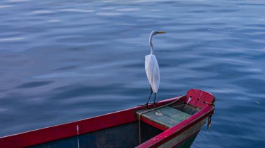 Egret, Pelecaniformes familyasından Brezilya genelinde bulunan bir kuş türü.