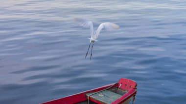 Egret, Pelecaniformes familyasından Brezilya genelinde bulunan bir kuş türü.