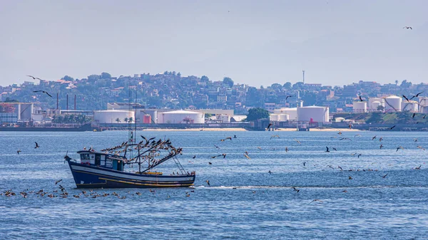 Aves Marinhas Voando Mar Baía Guanabara Rio Janeiro Brasil — Fotografia de Stock