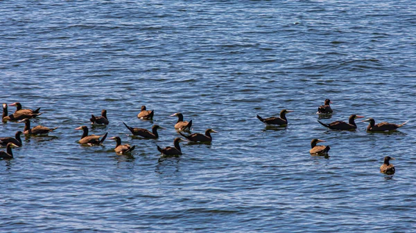 Guanabara Körfezi, Rio de Janeiro, Brezilya 'dan deniz kuşları uçuyor.