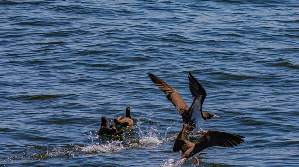 Aves Marinhas Voando Mar Baía Guanabara Rio Janeiro Brasil — Fotografia de Stock