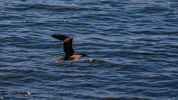 Seabird Flying Sea Guanabara Bay Rio Janeiro Brazil — Stock Photo, Image