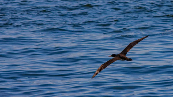 Морські Птахи Літають Морі Бухти Гуанабара Ріо Жанейро Бразилія — стокове фото