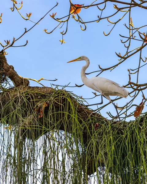 Egret Uma Ave Ordem Pelecaniformes Pode Ser Encontrada Todo Brasil — Fotografia de Stock