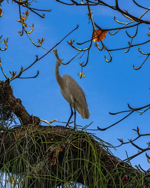 Egret Egy Madár Rend Pelecaniformes Megtalálható Egész Brazíliában — Stock Fotó