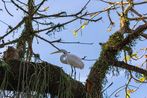 Egret Uma Ave Ordem Pelecaniformes Pode Ser Encontrada Todo Brasil — Fotografia de Stock