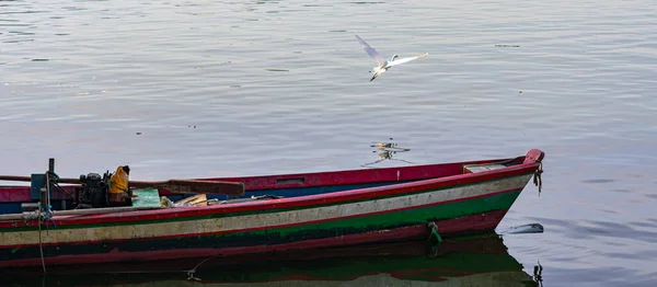 Egret Pelecaniformes Familyasından Brezilya Genelinde Bulunan Bir Kuş Türü — Stok fotoğraf