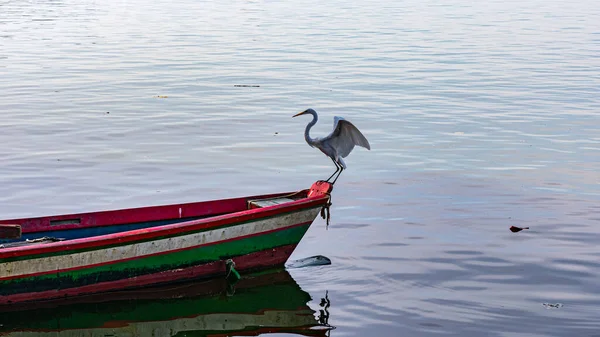 Egret, Pelecaniformes familyasından Brezilya genelinde bulunan bir kuş türü..