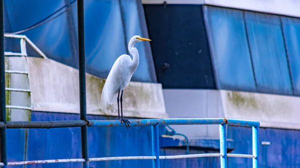 Egret是Pelecaniformes的一种鸟类 在巴西各地都能找到 — 图库照片