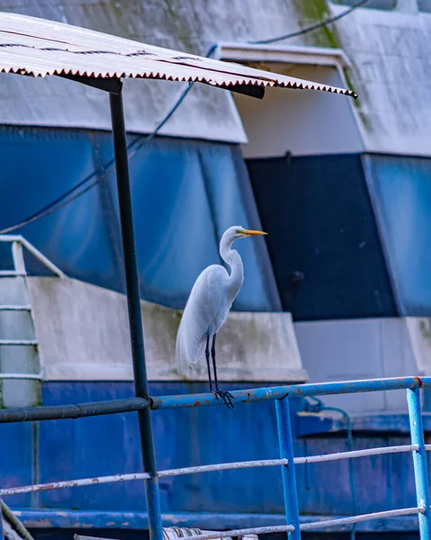 Egret是Pelecaniformes的一种鸟类 在巴西各地都能找到 — 图库照片