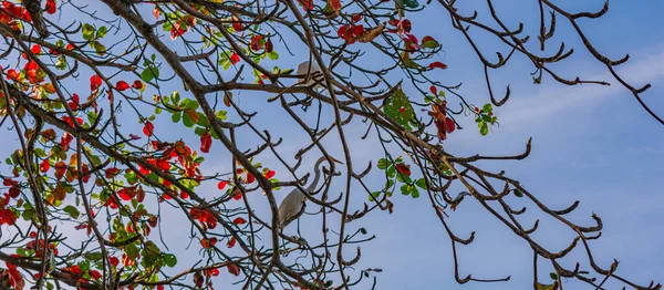 エグレトはペレクサンフォームの鳥で ブラジル全土で見ることができます — ストック写真