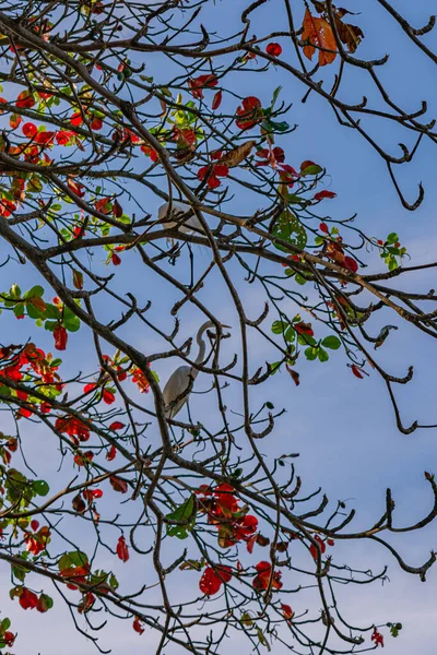 エグレトはペレクサンフォームの鳥で ブラジル全土で見ることができます — ストック写真