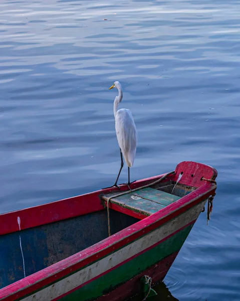 Reiher Ist Ein Vogel Der Ordnung Pelecaniformes Und Ganz Brasilien — Stockfoto