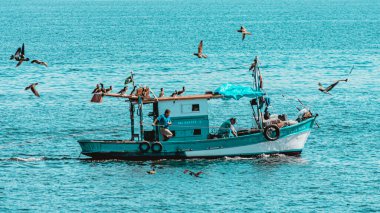Brezilya, Rio de Janeiro 'da Guanabara Körfezi' nde deniz kuşlarıyla çevrili bir balıkçı teknesi. Sanatsal balıkçılık, geleneksel balıkçılar veya aile ekonomisi rejimi tarafından kendi başına uygulanır.. 