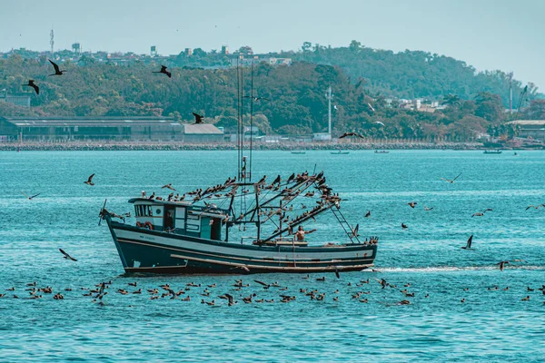 Рыбацкая Лодка Окружении Морских Птиц Заливе Гуанабара Рио Жанейро Бразилия — стоковое фото