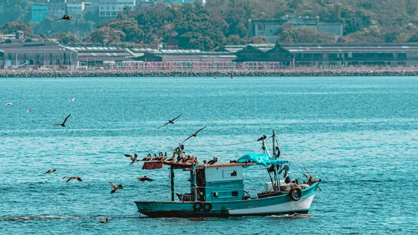 Рыбацкая Лодка Окружении Морских Птиц Заливе Гуанабара Рио Жанейро Бразилия — стоковое фото