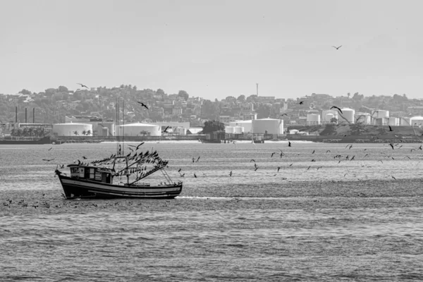 Рибний Човен Оточений Морськими Птахами Бухті Гуанабара Ріо Жанейро Бразилія — стокове фото
