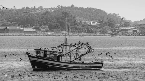 Barco Pesqueiro Cercado Por Aves Marinhas Baía Guanabara Rio Janeiro — Fotografia de Stock
