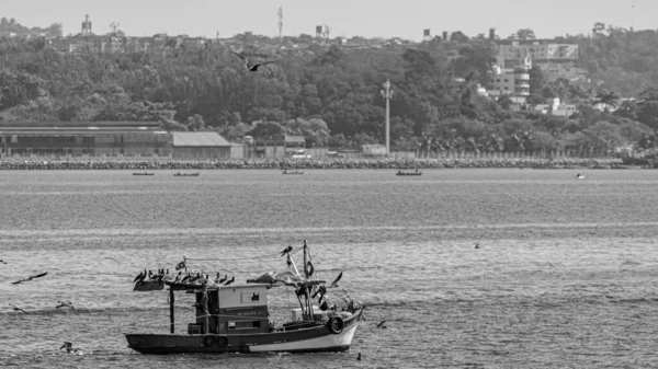 Αλιευτικό Σκάφος Που Περιβάλλεται Από Θαλασσοπούλια Στον Κόλπο Guanabara Ρίο — Φωτογραφία Αρχείου