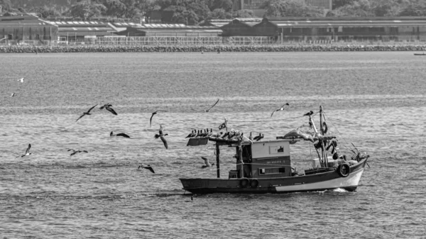 Barco Pesqueiro Cercado Por Aves Marinhas Baía Guanabara Rio Janeiro — Fotografia de Stock