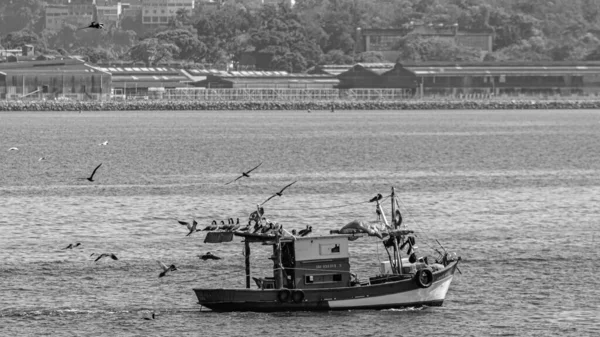 Barca Pesca Circondata Uccelli Marini Nella Baia Guanabara Rio Janeiro — Foto Stock