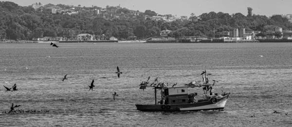 ブラジルのリオデジャネイロ州グアナバラ湾の海鳥に囲まれた漁船 伝統的な漁師や家族経済体制によって自律的に行われます — ストック写真