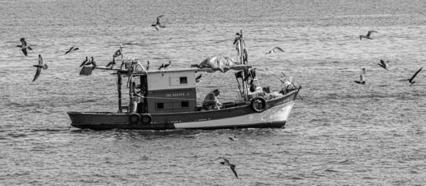 Barco Pesqueiro Cercado Por Aves Marinhas Baía Guanabara Rio Janeiro — Fotografia de Stock