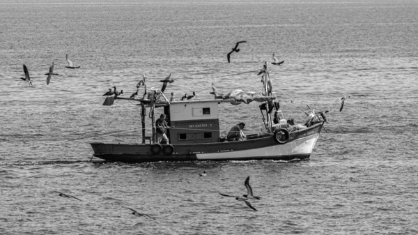 ブラジルのリオデジャネイロ州グアナバラ湾の海鳥に囲まれた漁船 伝統的な漁師や家族経済体制によって自律的に行われます — ストック写真