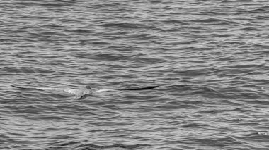 Rio de Janeiro, Brezilya - CIRCA 2021: Guanabara Körfezi manzarası, Rio de Janeiro, Güneydoğu Brezilya