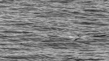 Rio de Janeiro, Brezilya - CIRCA 2021: Guanabara Körfezi manzarası, Rio de Janeiro, Güneydoğu Brezilya