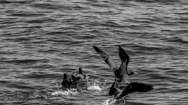 Guanabara Körfezi, Rio de Janeiro, Brezilya 'dan deniz kuşları uçuyor.