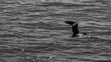 Guanabara Körfezi, Rio de Janeiro, Brezilya 'dan deniz kuşları uçuyor.