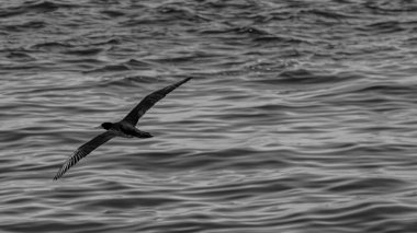 Guanabara Körfezi, Rio de Janeiro, Brezilya 'dan deniz kuşları uçuyor.