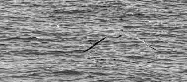 Guanabara Körfezi, Rio de Janeiro, Brezilya 'dan deniz kuşları uçuyor.