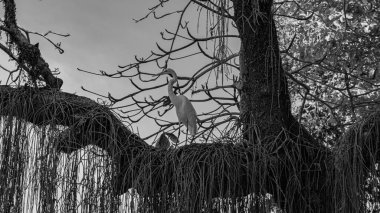 Rio de Janeiro, Brezilya - CIRCA 2021: Egret, Brezilya 'da bulunan bir kuş türü.