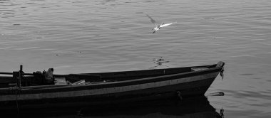 Rio de Janeiro, Brezilya - CIRCA 2021: Egret, Brezilya 'da bulunan bir kuş türü.