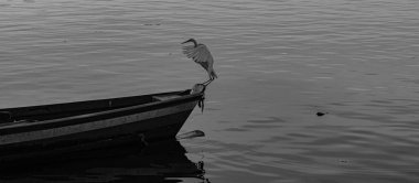 Rio de Janeiro, Brezilya - CIRCA 2021: Egret, Brezilya 'da bulunan bir kuş türü.