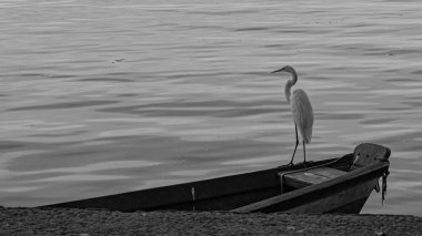 Rio de Janeiro, Brezilya - CIRCA 2021: Egret, Brezilya 'da bulunan bir kuş türü.