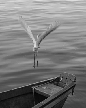 Rio de Janeiro, Brezilya - CIRCA 2021: Egret, Brezilya 'da bulunan bir kuş türü.