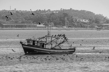 Rio de Janeiro, Brezilya - CIRCA 2021: Guanabara Körfezi, Rio de Janeiro, Güneydoğu Brezilya 'da gün boyunca deniz kuşlarıyla çevrili balıkçı teknesi