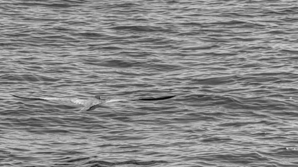 Rio de Janeiro, Brezilya - CIRCA 2021: Guanabara Körfezi manzarası, Rio de Janeiro, Güneydoğu Brezilya