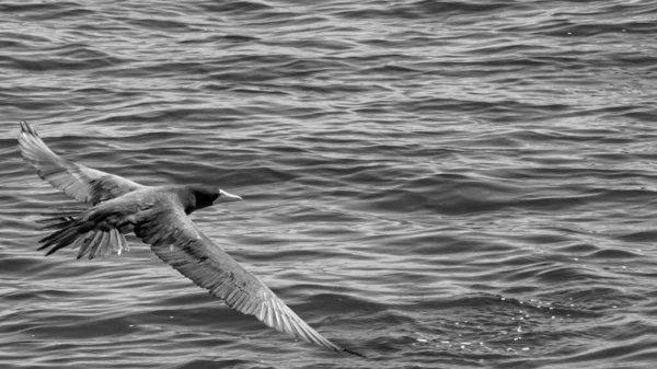 Aves Marinhas Voando Mar Baía Guanabara Rio Janeiro Brasil — Fotografia de Stock