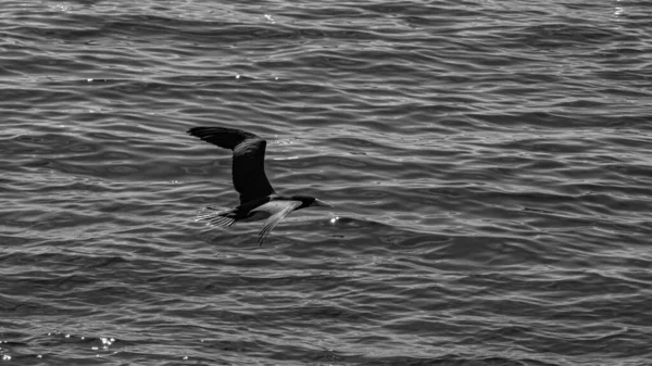 Oiseaux Mer Volant Dans Mer Depuis Baie Guanabara Rio Janeiro — Photo